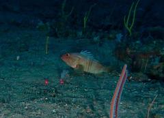 Epinephelus rivulatus