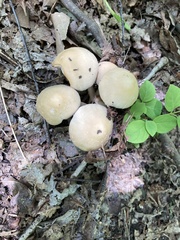 Kuehneromyces marginellus