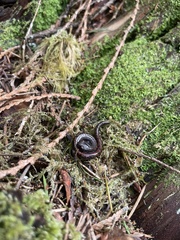 Batrachoseps wrighti