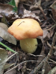 Agaricales
