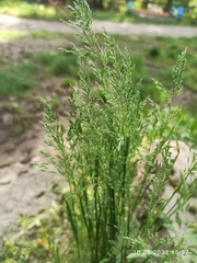 Poa trivialis
