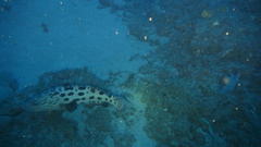 Epinephelus tukula