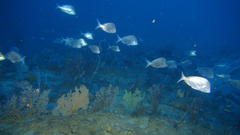 Chrysoblephus puniceus