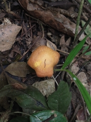 Agaricales