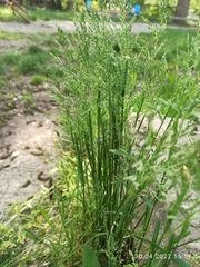 Poa trivialis