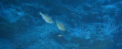 Thamnaconus modestoides