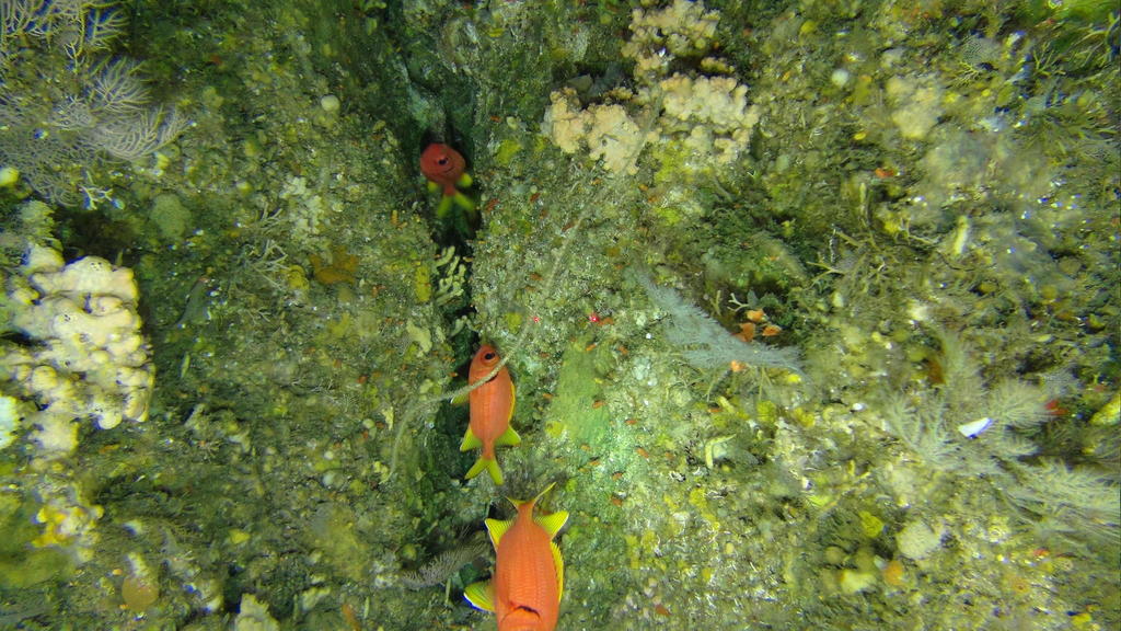Yellowfin Soldierfish
