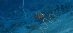 Pristigenys refulgens