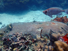 Priacanthus arenatus