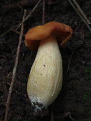 Agaricales