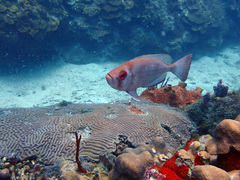 Priacanthus arenatus