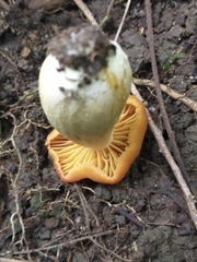 Agaricales