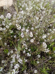 Lobularia maritima