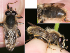 Criorhina ranunculi