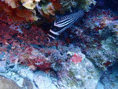 Spotted drum