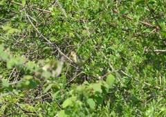 Hippolais icterina