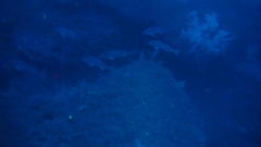 Argyrosomus