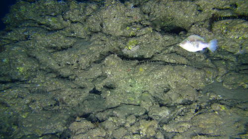 Undermarked toby (Canthigaster inframacula) — Tetraodontidae