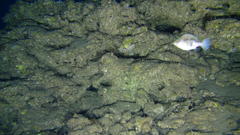 Canthigaster inframacula