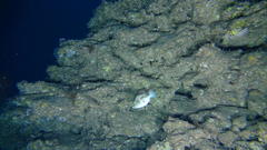 Canthigaster inframacula