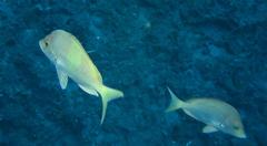 Chrysoblephus puniceus