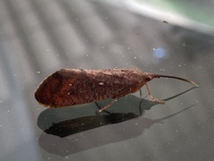 Ptilostomis ocellifera