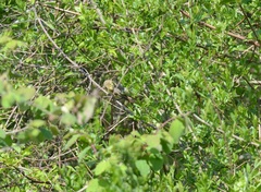 Hippolais icterina