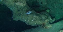 Canthigaster inframacula