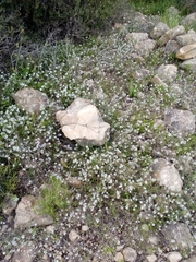 Lobularia maritima
