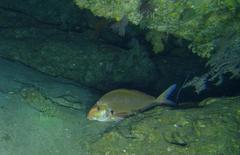 Chirodactylus jessicalenorum