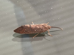 Ptilostomis ocellifera