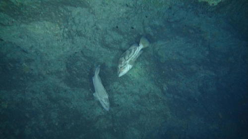 Epinephelus morrhua observed 2013-04-26