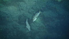 Epinephelus morrhua