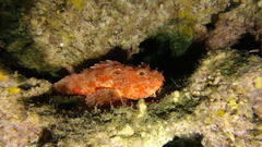 Scorpaena
