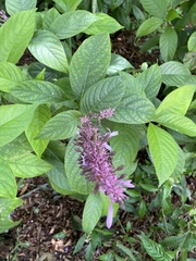 Odontonema callistachyum