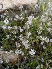 Lobularia maritima