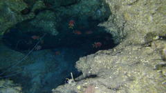 Myripristis chryseres