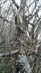 Lonicera ciliosa