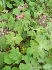 Geranium macrorrhizum