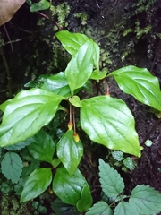 Lysimachia ardisioides