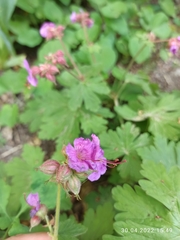Geranium macrorrhizum