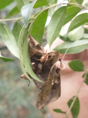 Cryptachaea