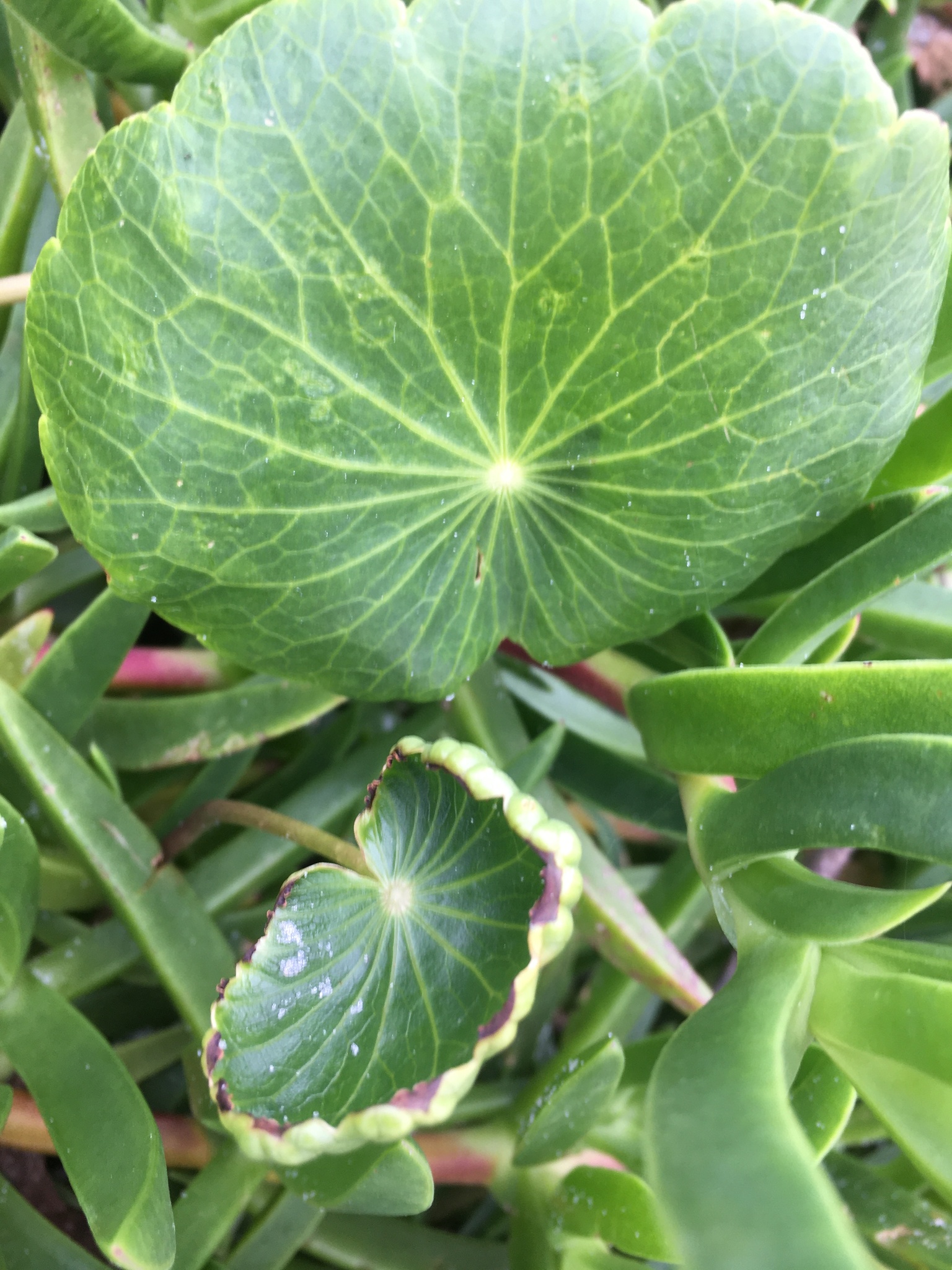 Hydrocotyle bonariensis