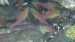 Ostorhinchus apogonoides