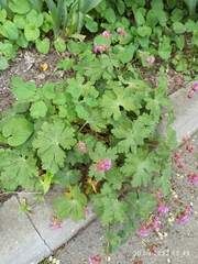 Geranium macrorrhizum