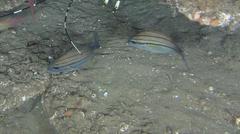 Pomadasys striatus