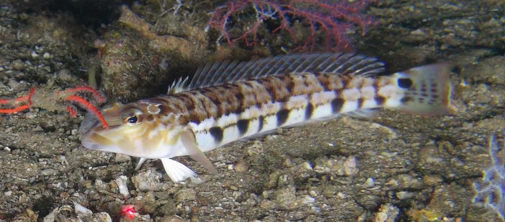 Smallscale Sandsmelt