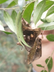 Cryptachaea