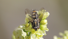 Phorocera