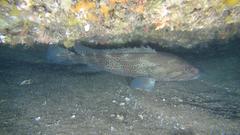 Epinephelus andersoni